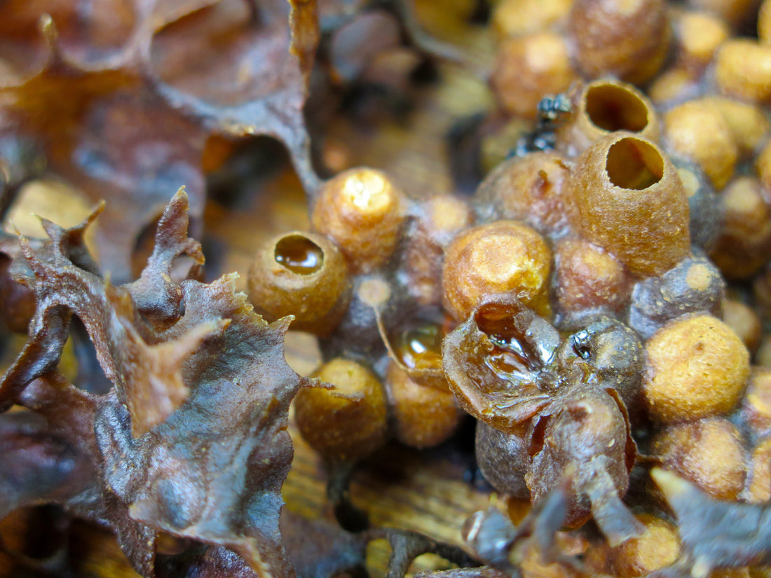 Stingless bees and their hive defence strategy