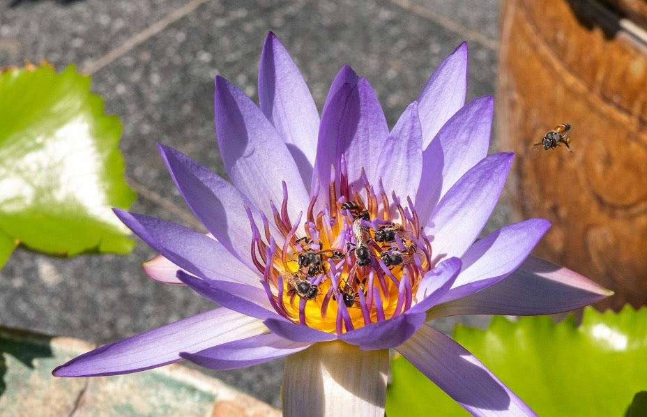 Stingless bee honey and the bees that produce it