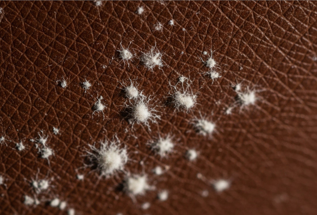 White spots on a leather bag surface, showing the difference between mould, salt and finish deterioration