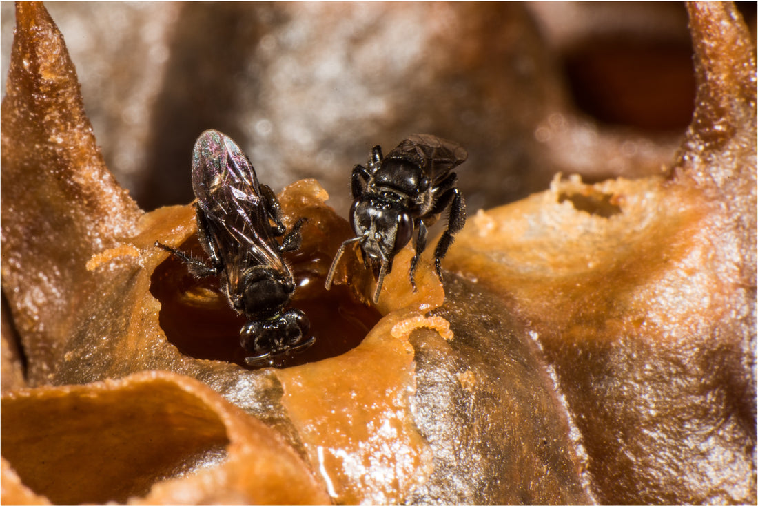 Anaya Trigona propolis extract and propolis oil bottles