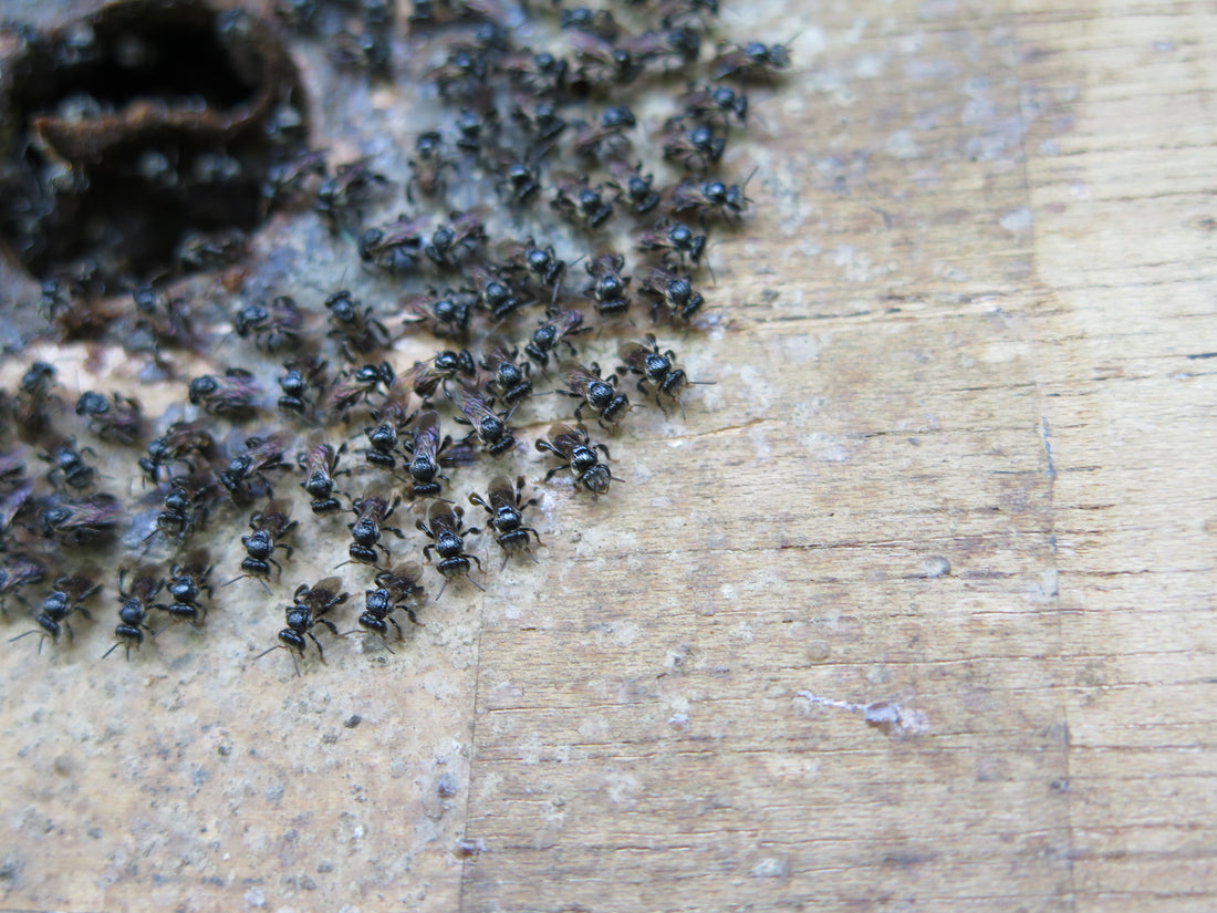 Stingless bee hives at a Philippine fruit farm