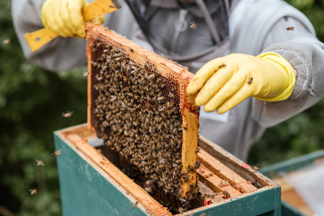 Bee propolis and its properties