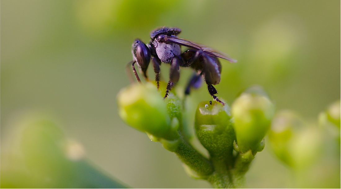 Trigona stingless bee honey and its distinctive sour taste