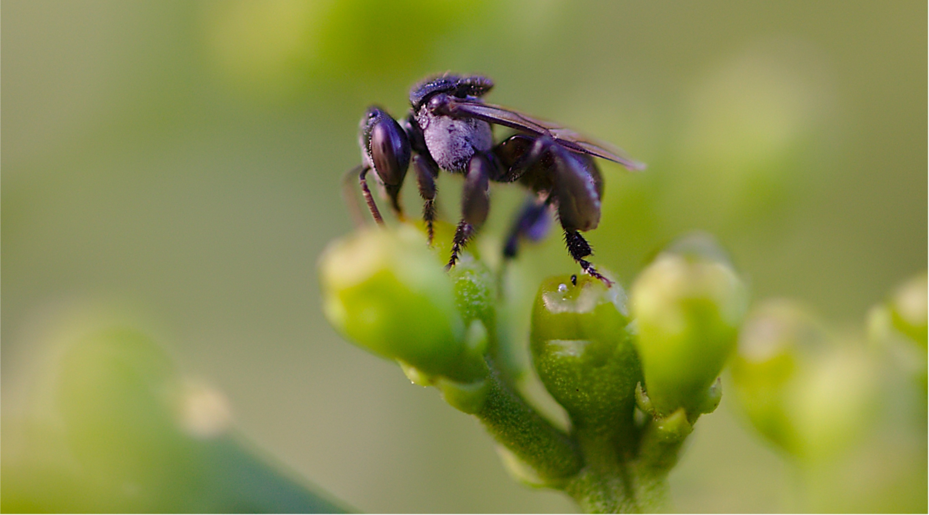 Trigona stingless bee honey and its distinctive sour taste