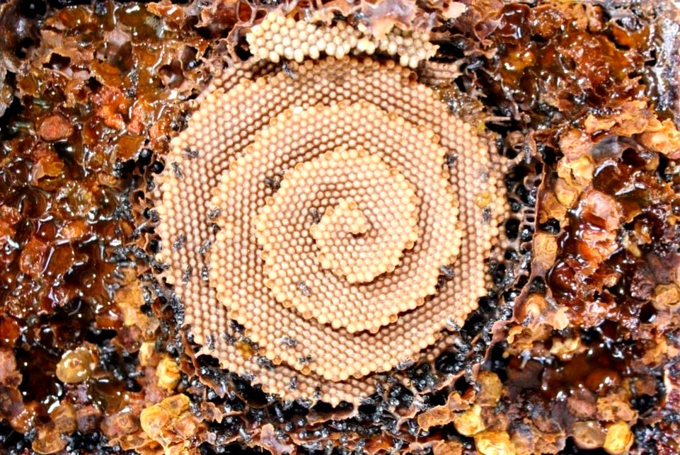 Stingless bees pollinating crops on a tropical farm